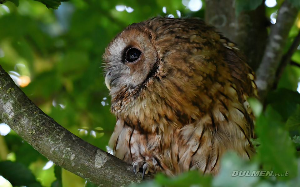 Tawny owl (Strix aluco)